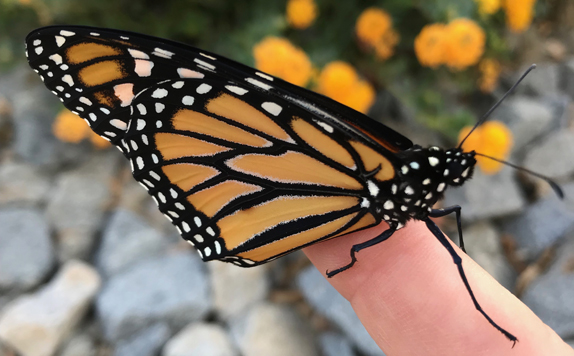 monarch butterfly