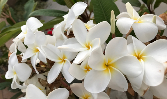 plumeria