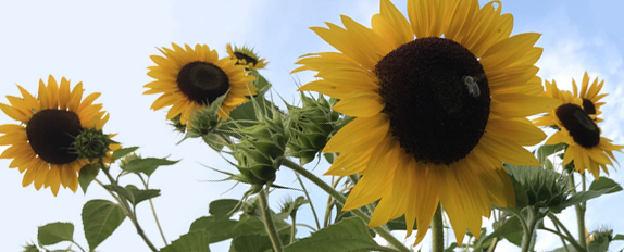 Sunflowers